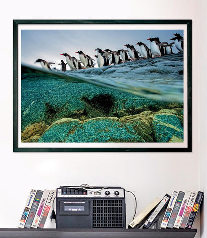 Clementoni 39730 National Geographic-Gentoo Penguins 1000 Pieces, Jigsaw Adults, Puzzle Animals-Made in Italy