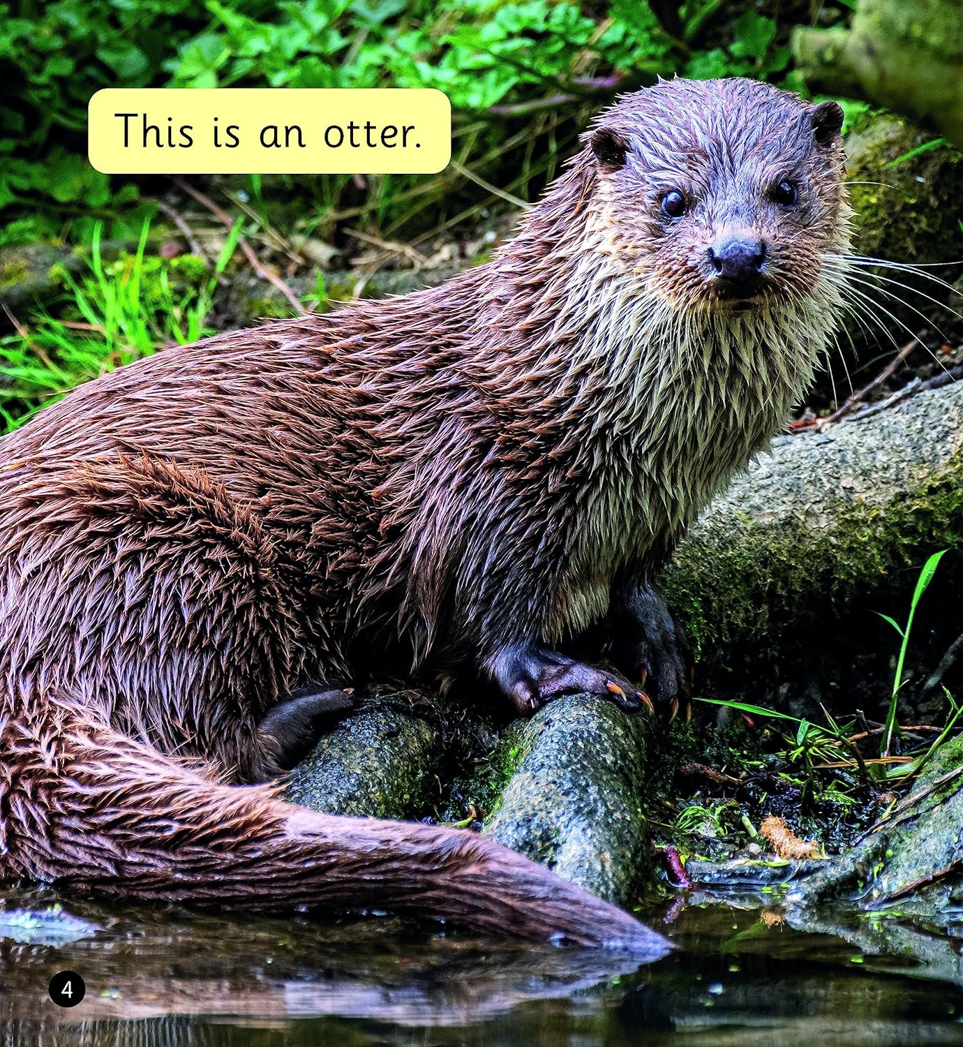 River Otters (Set 6)