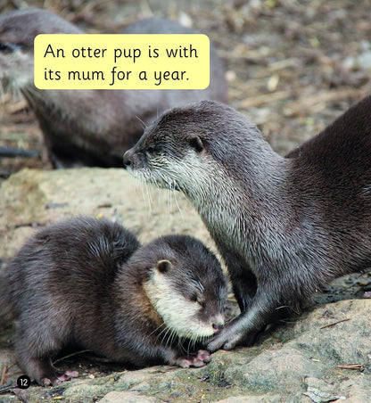 River Otters (Set 6)