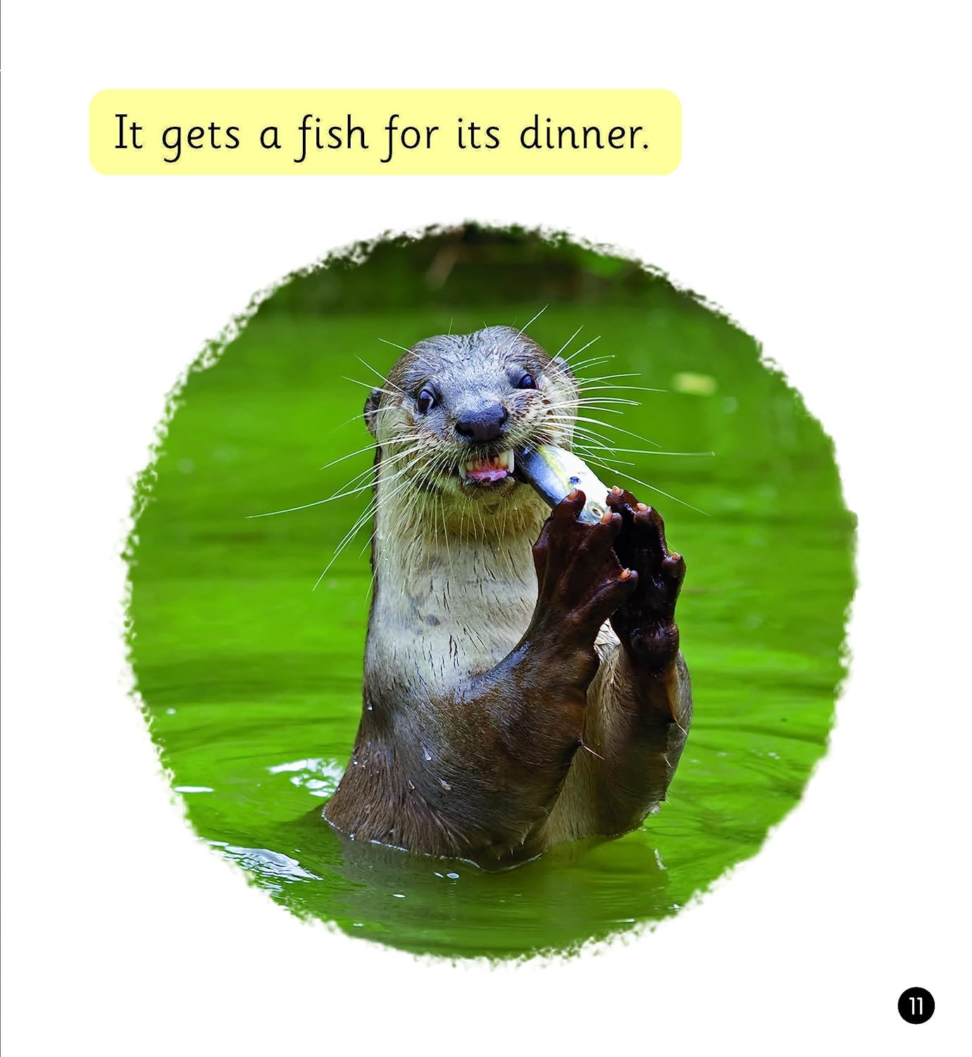 River Otters (Set 6)