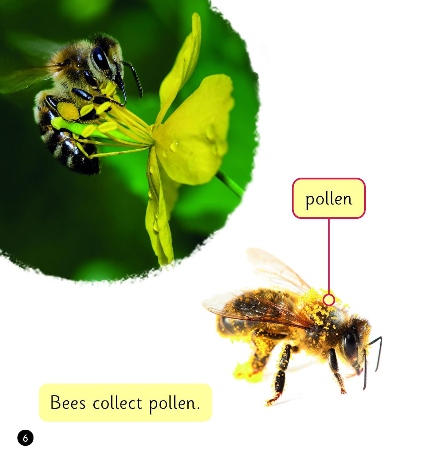 Interesting Insects (Set 7)