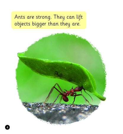 Interesting Insects (Set 7)