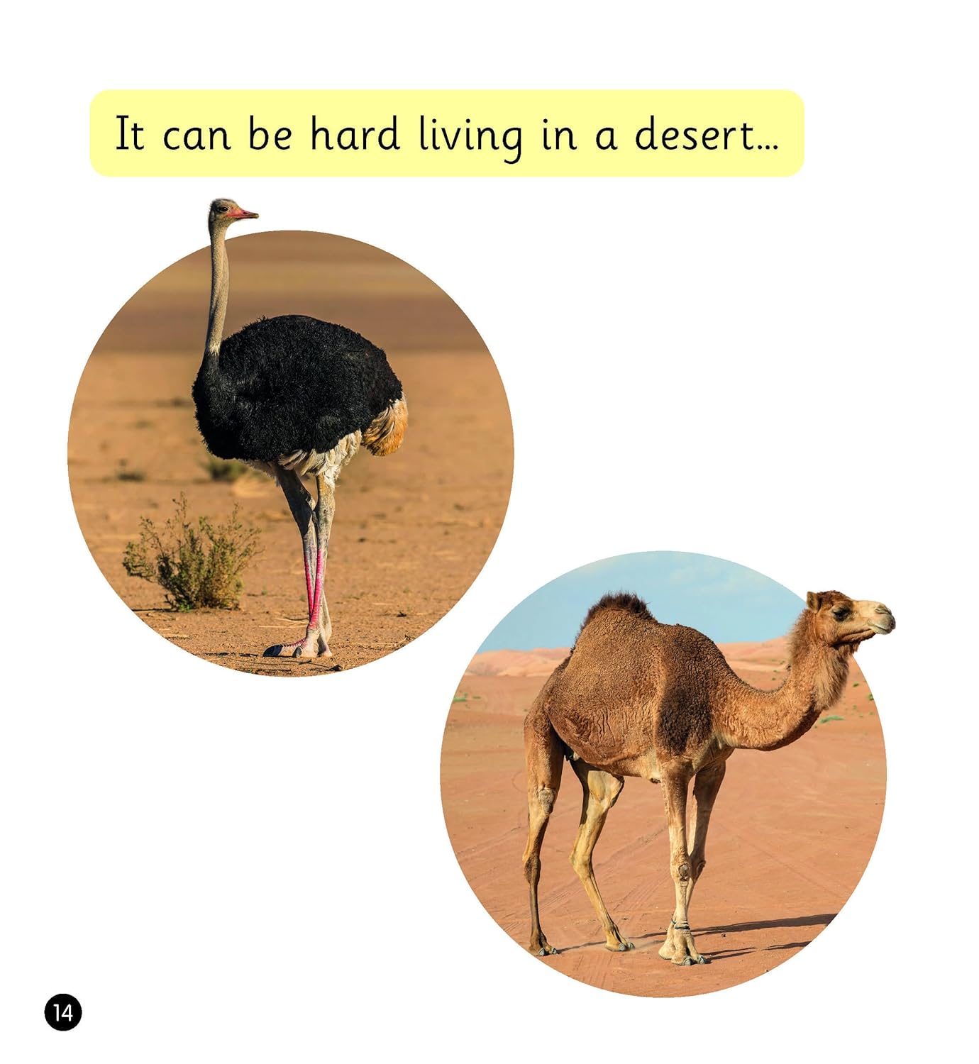 The Desert (Set 7)