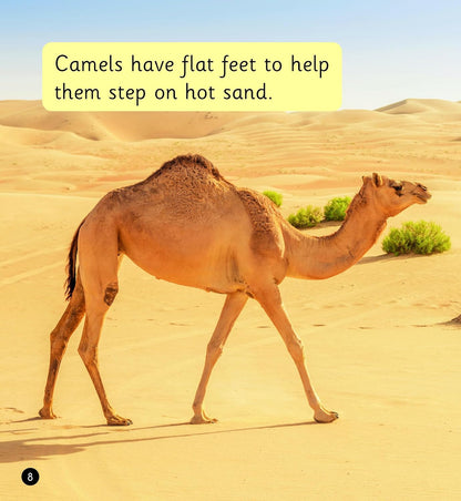 The Desert (Set 7)