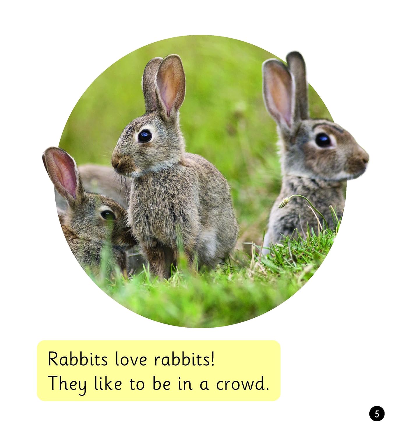 Pet Rabbits (Set 8)