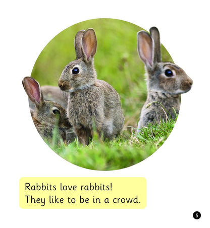 Pet Rabbits (Set 8)