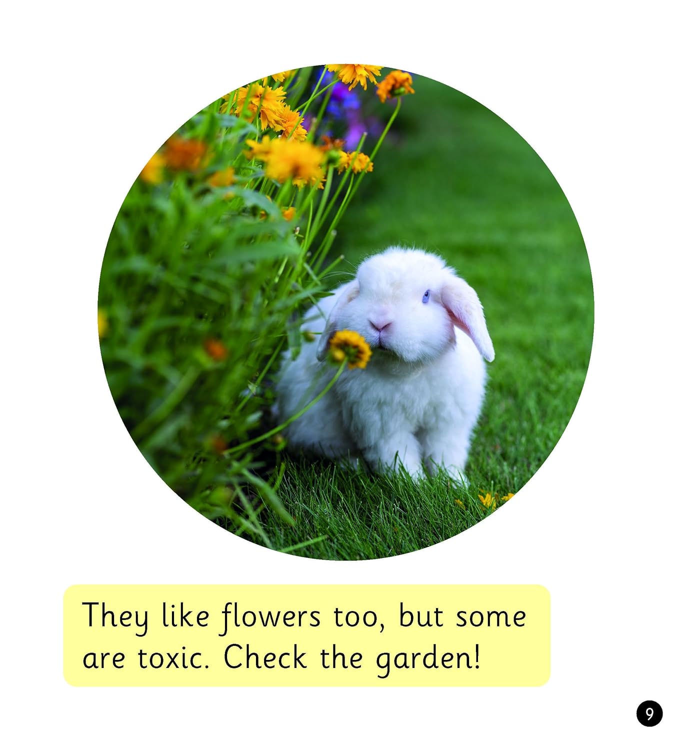 Pet Rabbits (Set 8)