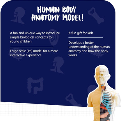 Thames & Kosmos, 260830, Human Body Anatomy Model, 37 Parts with Stand and Guide Book, Build Your Own Human Body, Nature Discovery Range, Ages 8+