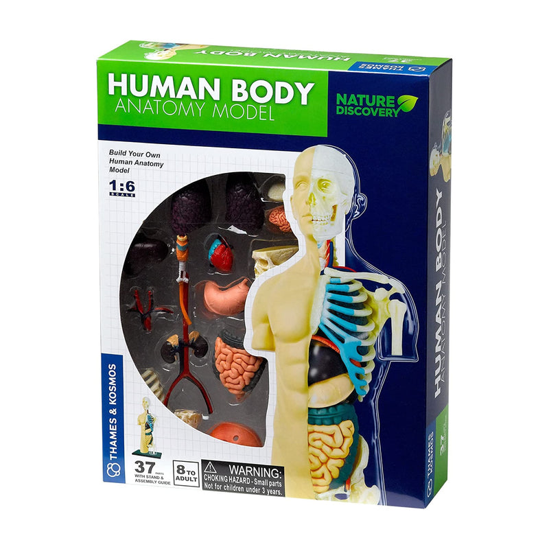 Thames & Kosmos, 260830, Human Body Anatomy Model, 37 Parts with Stand and Guide Book, Build Your Own Human Body, Nature Discovery Range, Ages 8+