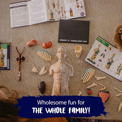 Thames & Kosmos, 260830, Human Body Anatomy Model, 37 Parts with Stand and Guide Book, Build Your Own Human Body, Nature Discovery Range, Ages 8+