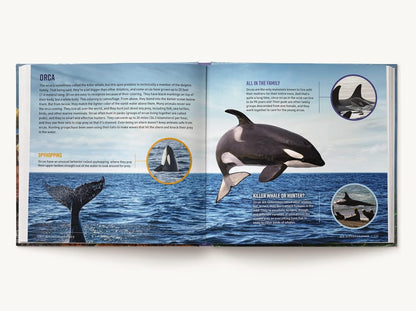 Kid Oceanographer