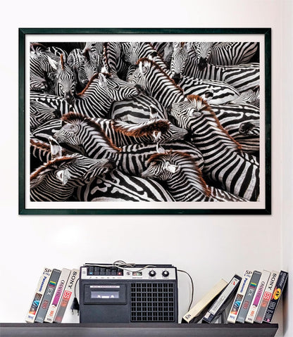 Clementoni 39729 National Geographic-Zebras in Holding Pen 1000 Pieces, Jigsaw Adults, Puzzle Animals-Made in Italy, multi-coloured