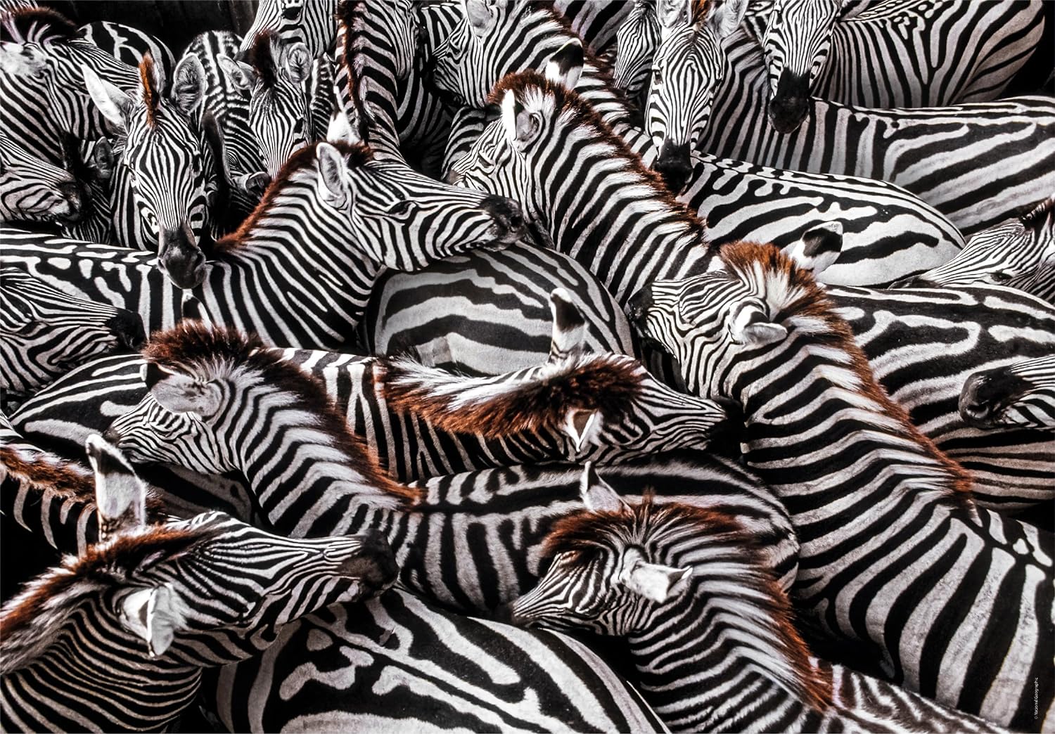 Clementoni 39729 National Geographic-Zebras in Holding Pen 1000 Pieces, Jigsaw Adults, Puzzle Animals-Made in Italy, multi-coloured