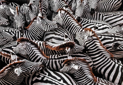 Clementoni 39729 National Geographic-Zebras in Holding Pen 1000 Pieces, Jigsaw Adults, Puzzle Animals-Made in Italy, multi-coloured