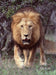 Lion Charging Journal