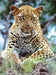 Leopard Journal
