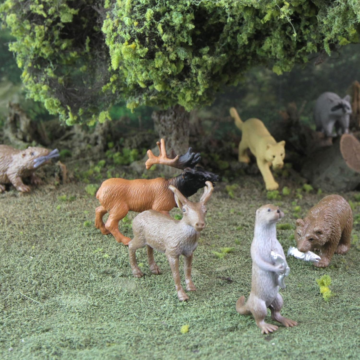 North American Wildlife