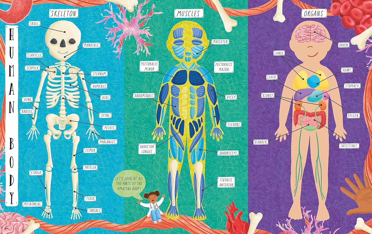 How Does the Human Body Work?