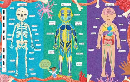 How Does the Human Body Work?