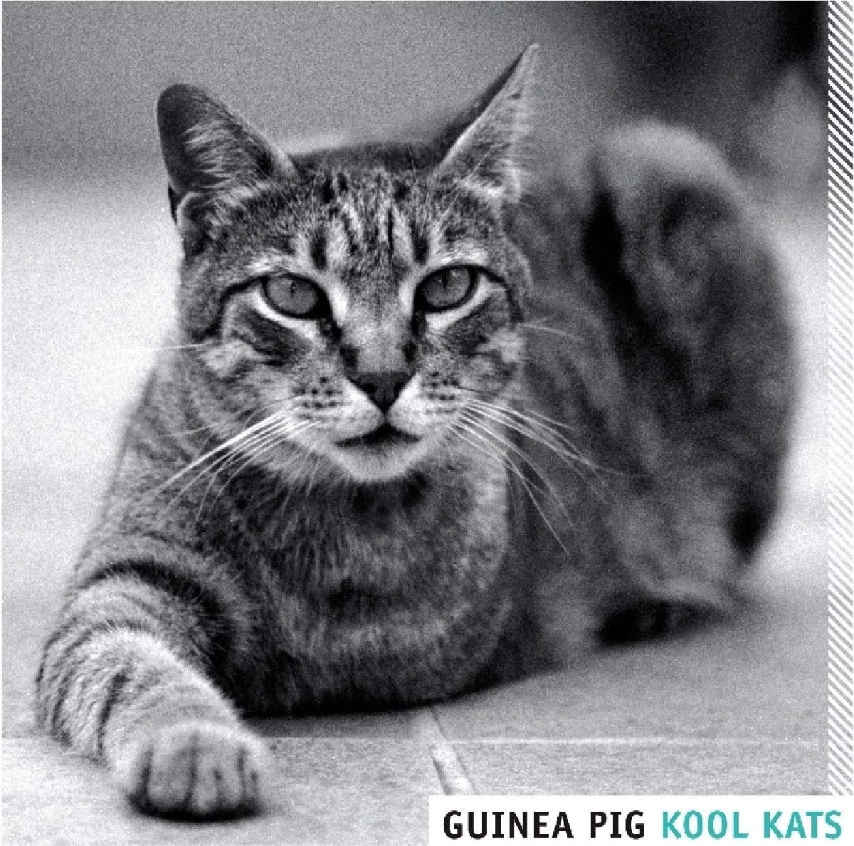 Kool Kats