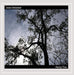 Family Tree