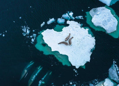 Frozen Planet-Eisige Welten 2