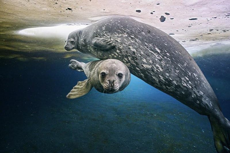Frozen Planet-Eisige Welten 2