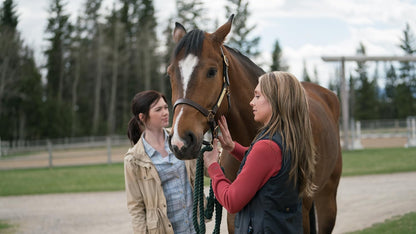 Heartland - Paradies für Pferde, Staffel 11 (Neuauflage)