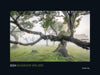 Magische Wälder - KUNTH Wandkalender 2024: Hochwertiger, bildstarker Kalender mit Spiralbindung im Großformat (KUNTH Wandkalender Black Edition 60 x 45 cm)