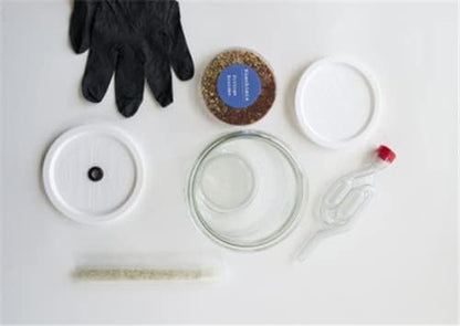 Fermentation Kit - Kimchi Kimchi