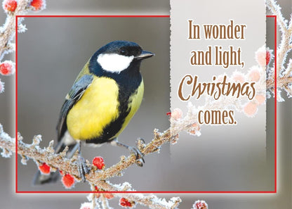 Greeting Cards Assortment Box - Christmas Birds, (KJV) - Christmas Greeting Cards - Motivational Bible Verse Cards - Scripture Cards with Bible Verses - Box of 12