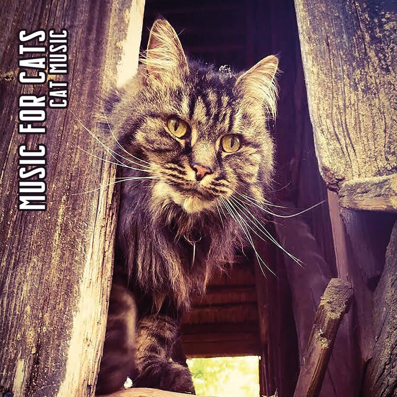 Cat Music