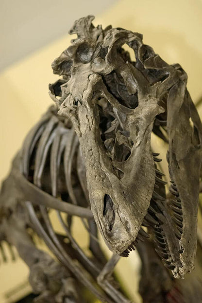 Le légendaire t-rex