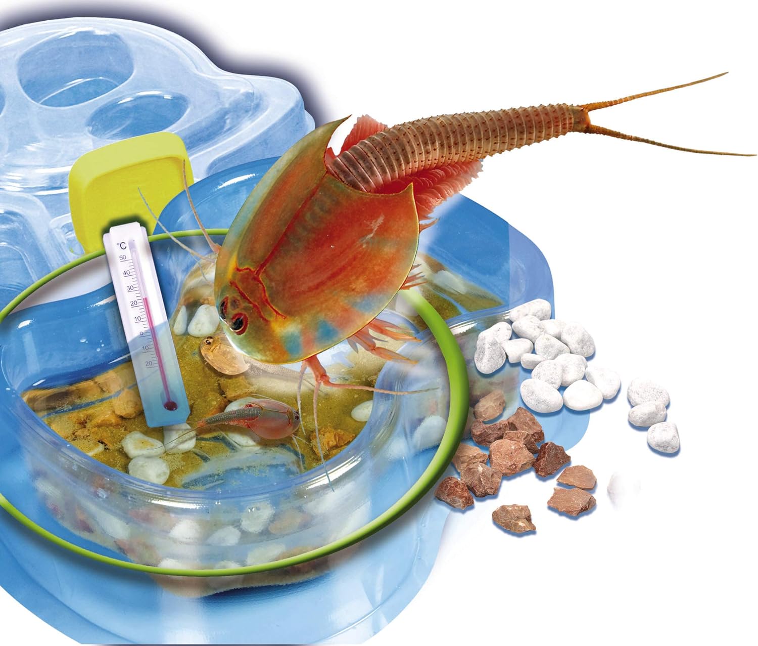 Clementoni Galileo Lab – Original Triops Nachfüll-Set, Züchten & Beobachten von Urzeitkrebsen, Spielzeug für Kinder ab 8 Jahren, Biologie zum Anfassen, für kleine Forscher von Clementoni 69935