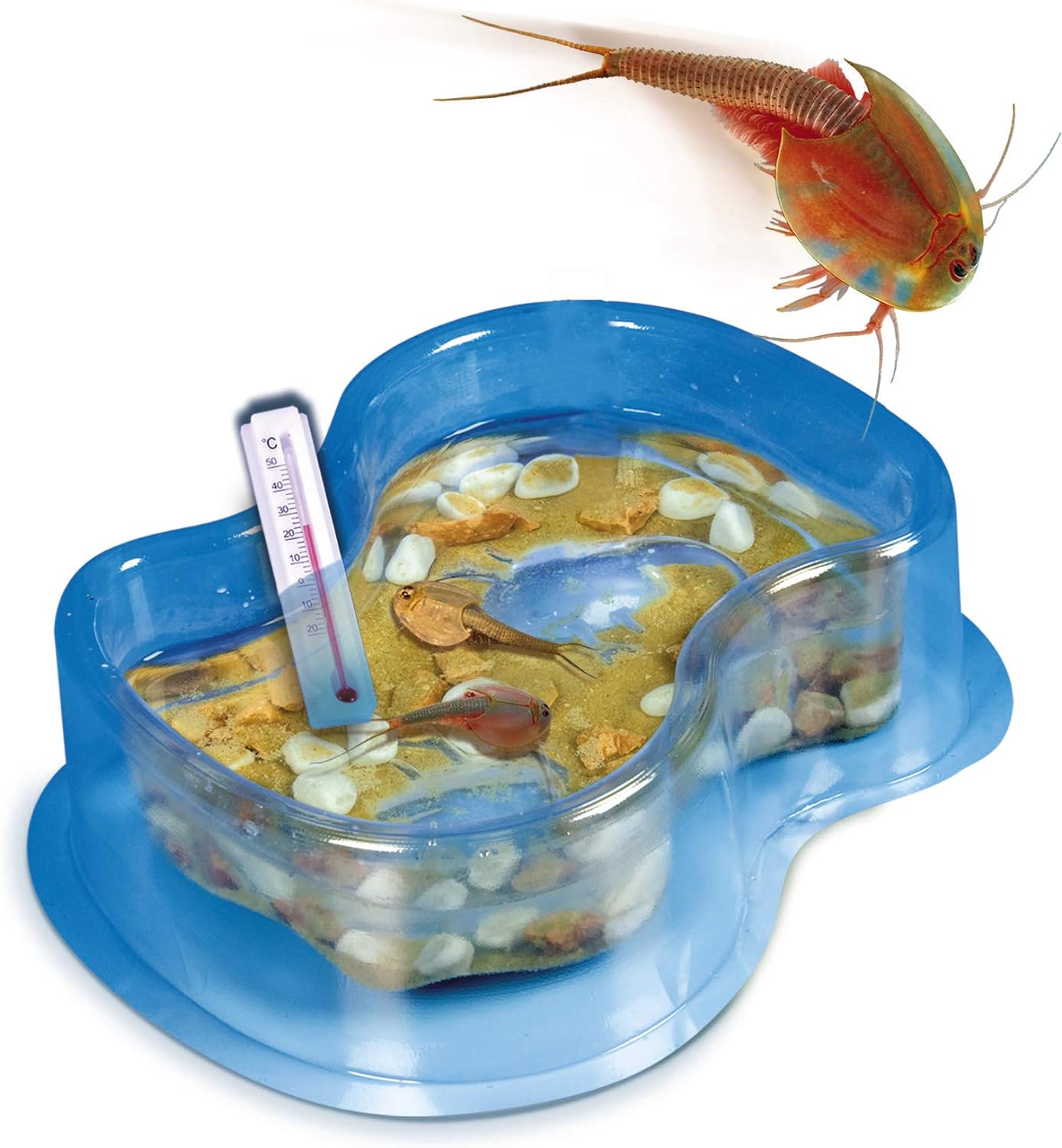 Clementoni Galileo Lab – Original Triops Nachfüll-Set, Züchten & Beobachten von Urzeitkrebsen, Spielzeug für Kinder ab 8 Jahren, Biologie zum Anfassen, für kleine Forscher von Clementoni 69935