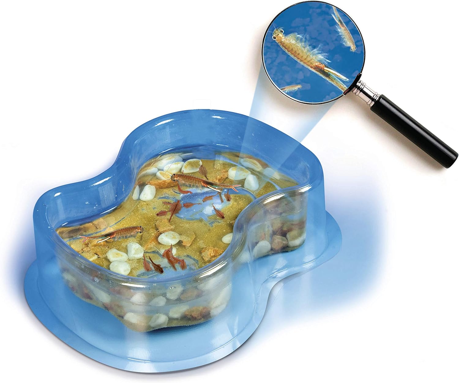 Clementoni 69937 Galileo Science Original Salt, Breeding & Watching Prehistoric Crabs, Toy for Children Aged 8+, Biology to Touch, for Small Researchers, Multicoloured