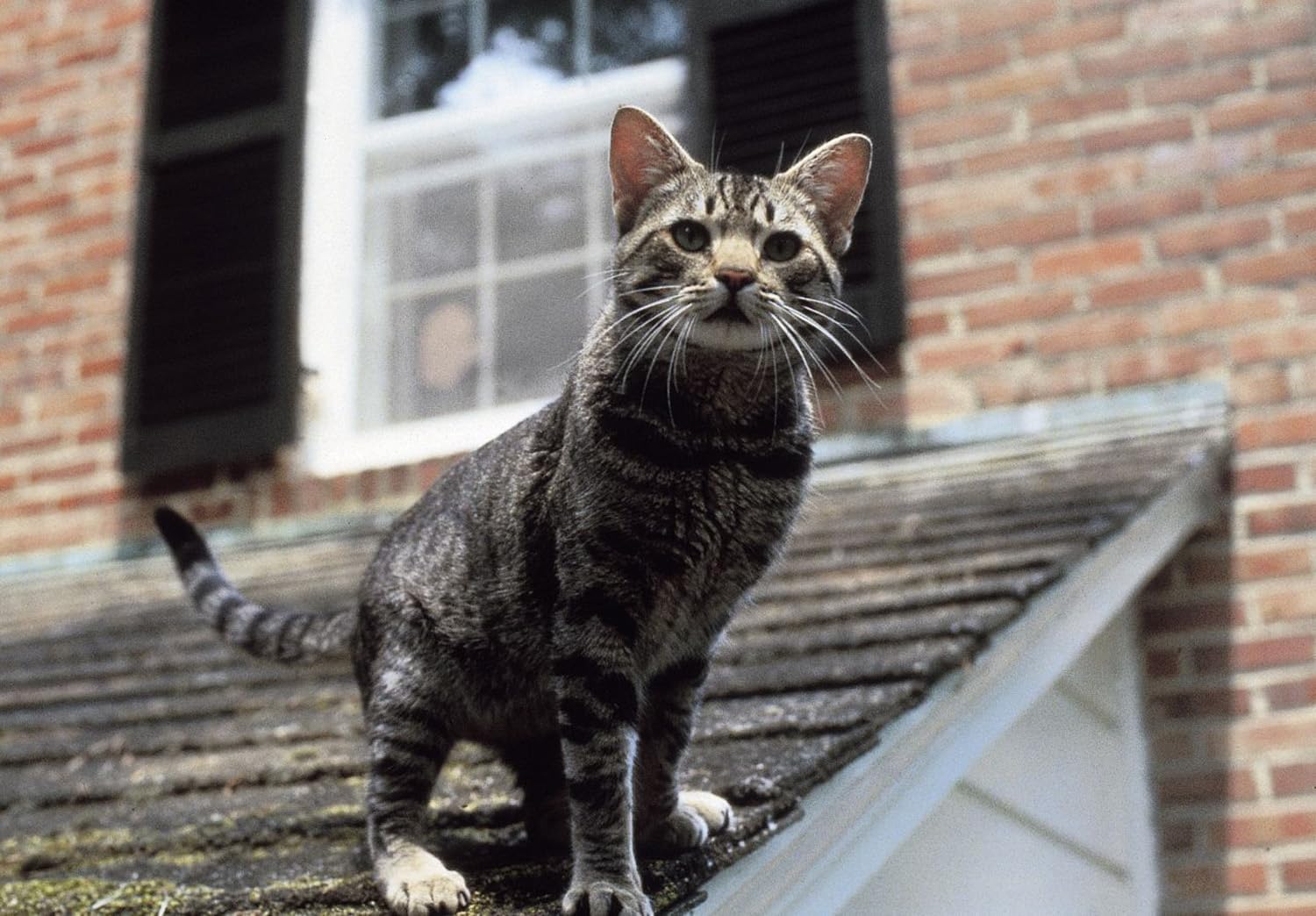 Stephen Kings Katzenauge
