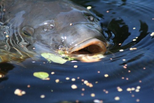 Underwater Carp Fishing Part 3