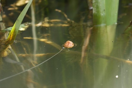 Underwater Carp Fishing Part 3
