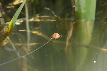 Underwater Carp Fishing Part 3