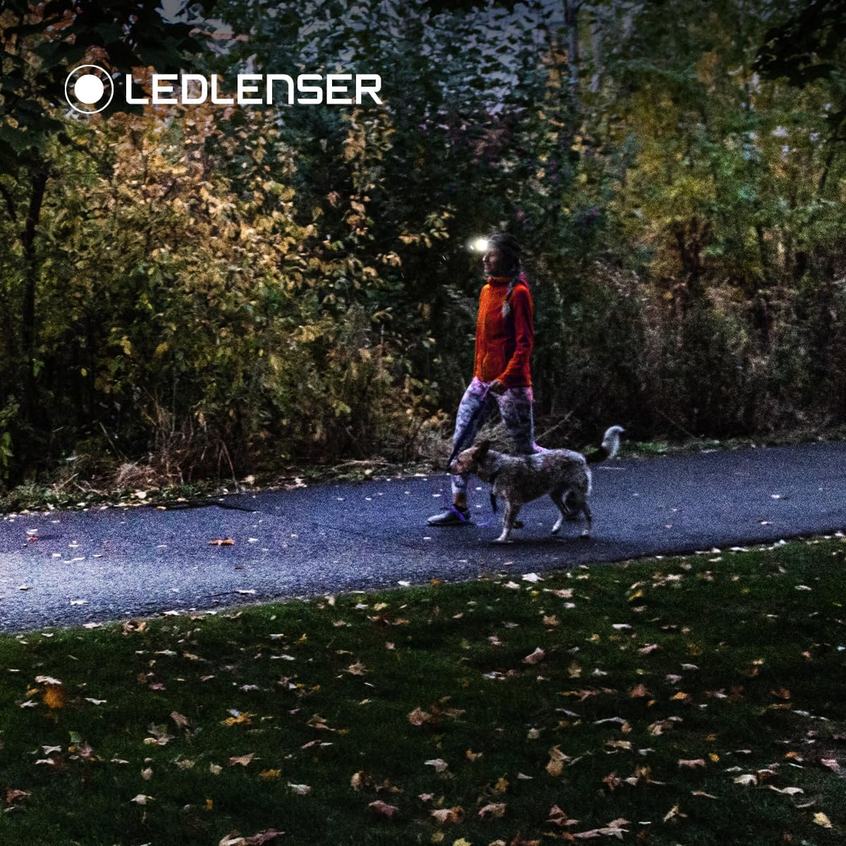 Ledlenser HF4R Core Rechargeable 500 Lumen LED Head Torch - Lightweight, Super Bright, Ideal for Running, Hiking, Camping, Fishing, Includes Red Light and USB C Charger, Essential Outdoor Equipment Bl