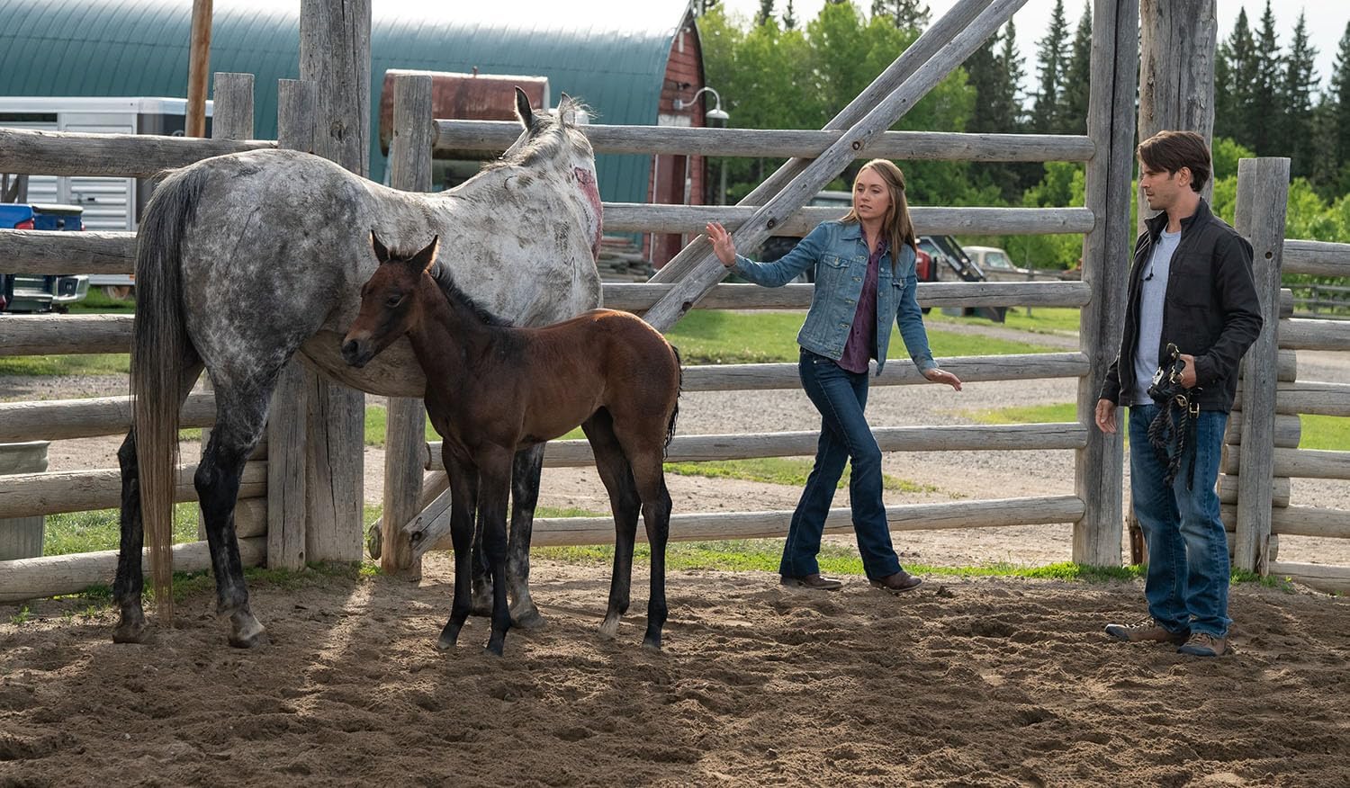 Heartland - Paradies für Pferde - Staffel 12 (Neuauflage