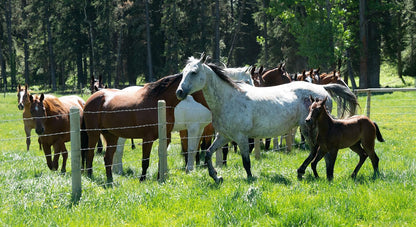 Heartland - Paradies für Pferde - Staffel 12 (Neuauflage