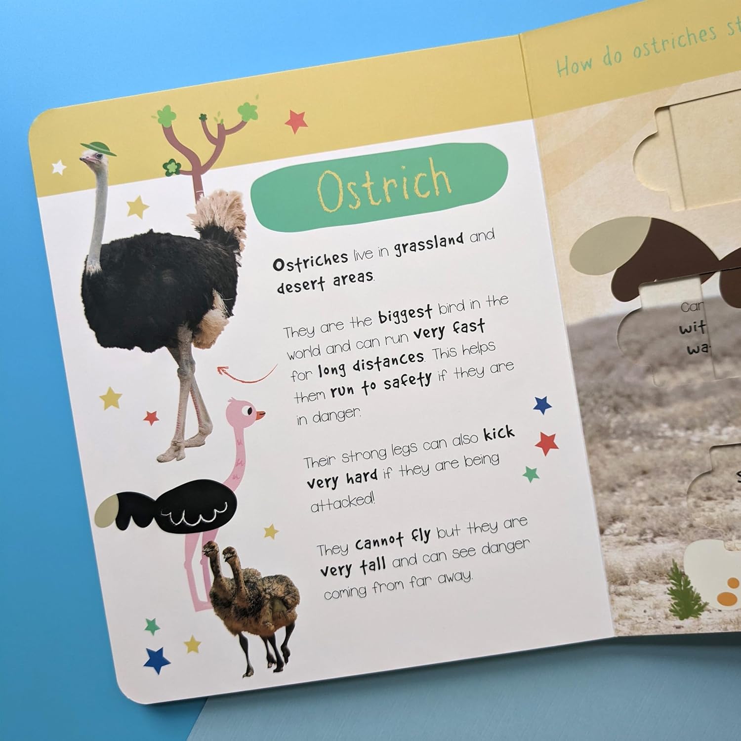 Desert Animals