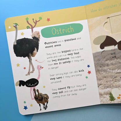 Desert Animals