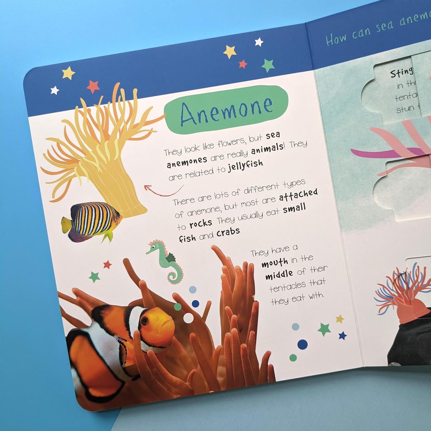 Sea Animals