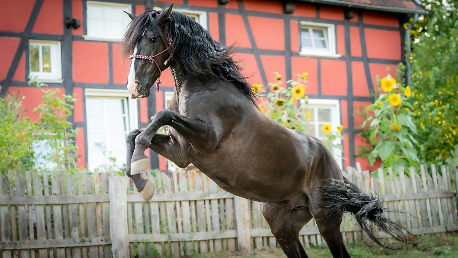 Ponyherz