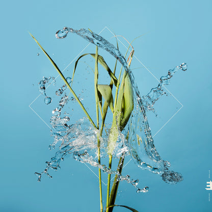 Stream