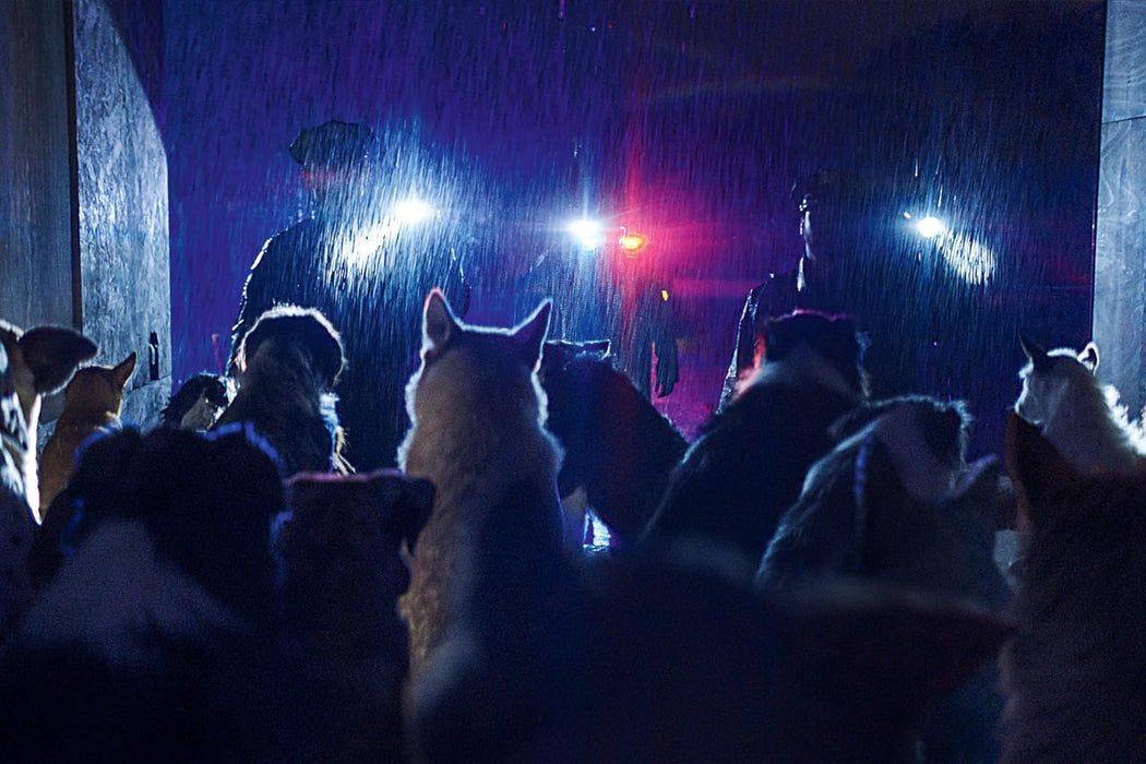 DogMan - 2-Disc Limited Collector's Edition im Mediabook - Cover A (UHD-Blu-ray + Blu-ray)