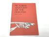 Pictorial Anatomy of the Dogfish